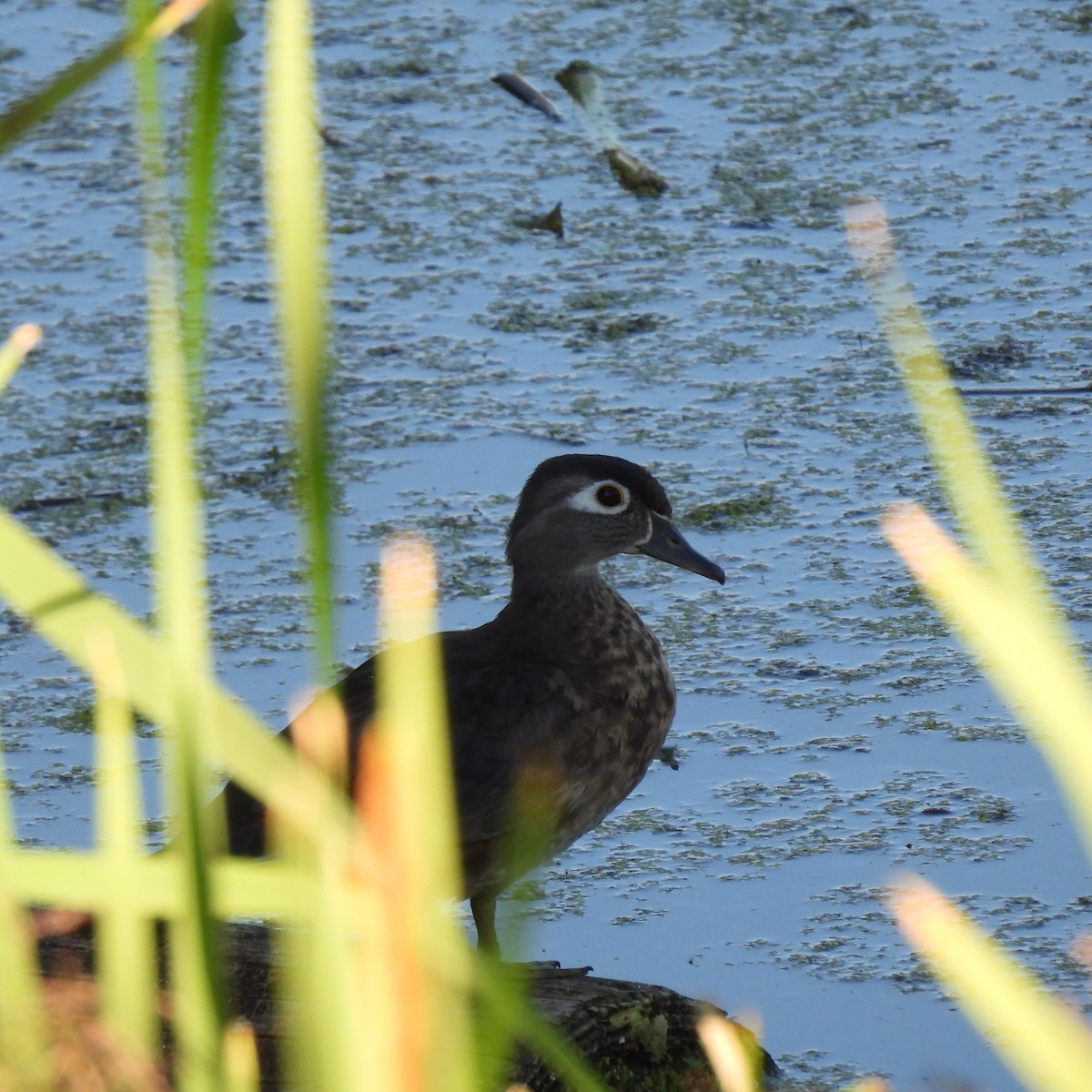 Canard branchu - ML638287304