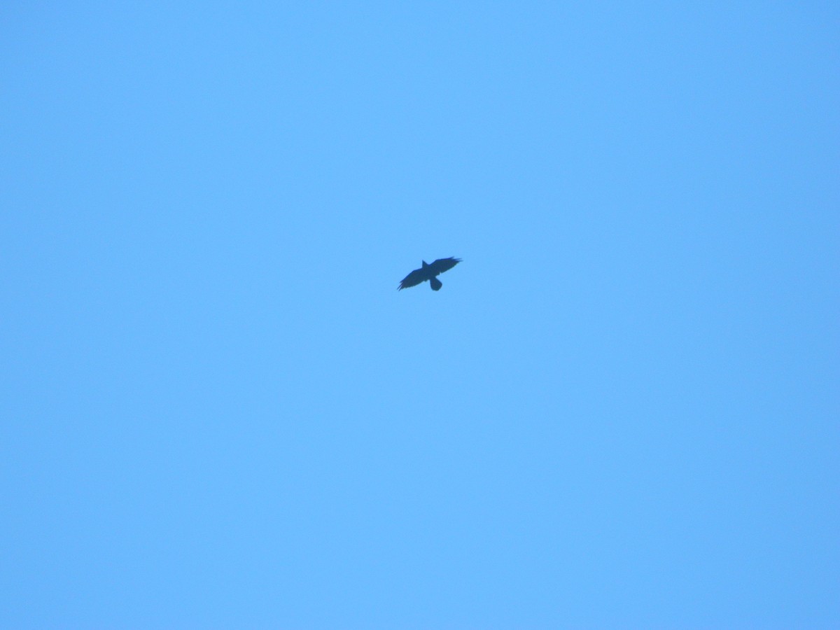 Common Raven - ML638287312