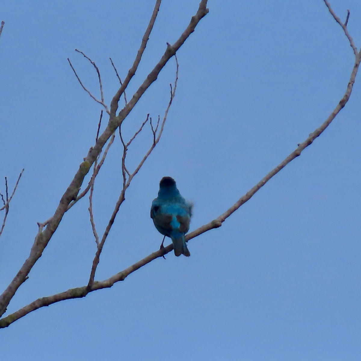 Indigo Bunting - ML638287314