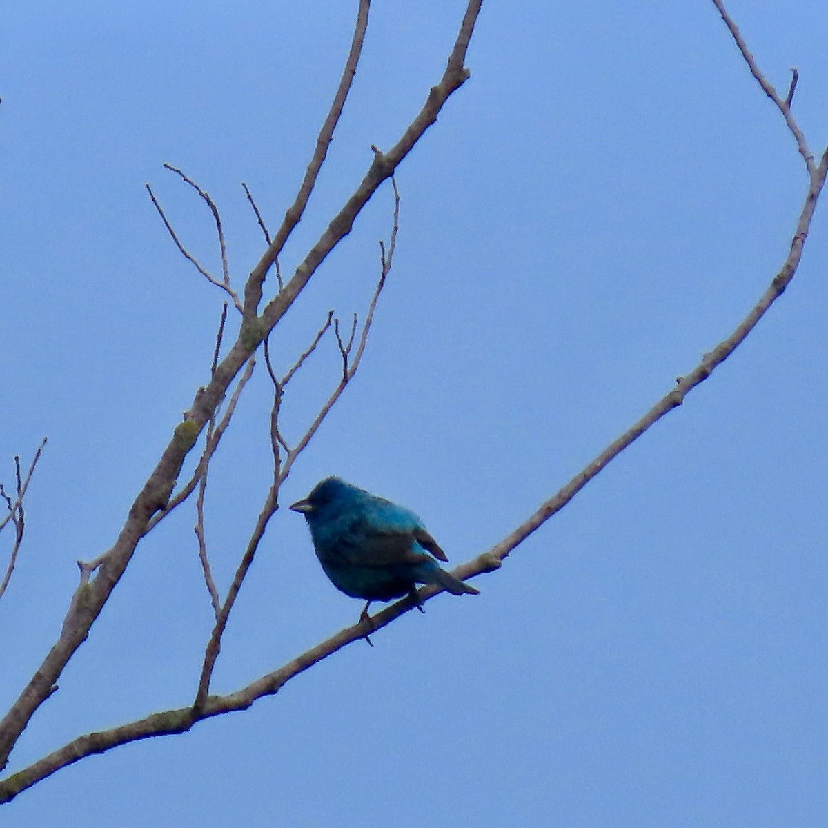 Indigo Bunting - ML638287315