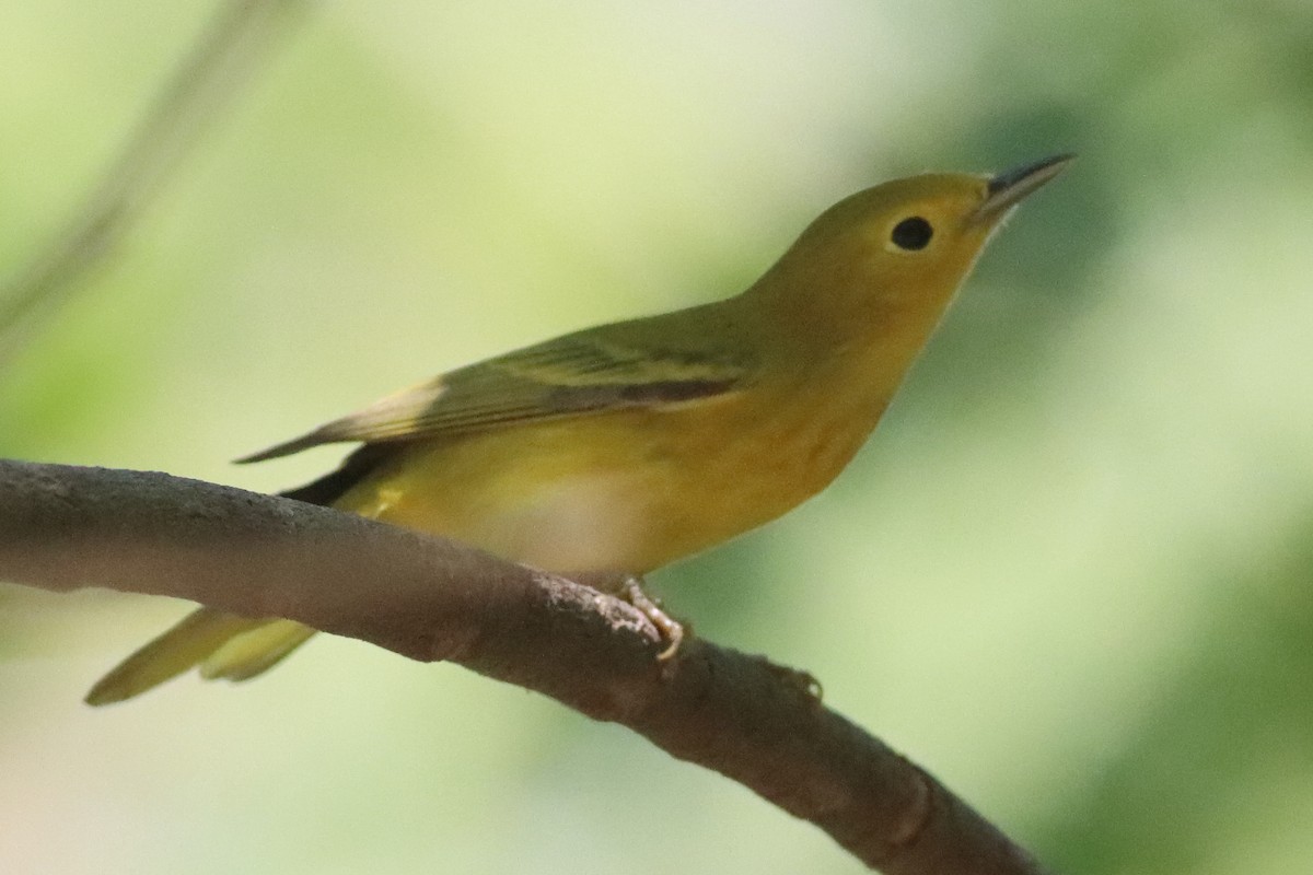 Yellow Warbler (Northern) - ML638287316