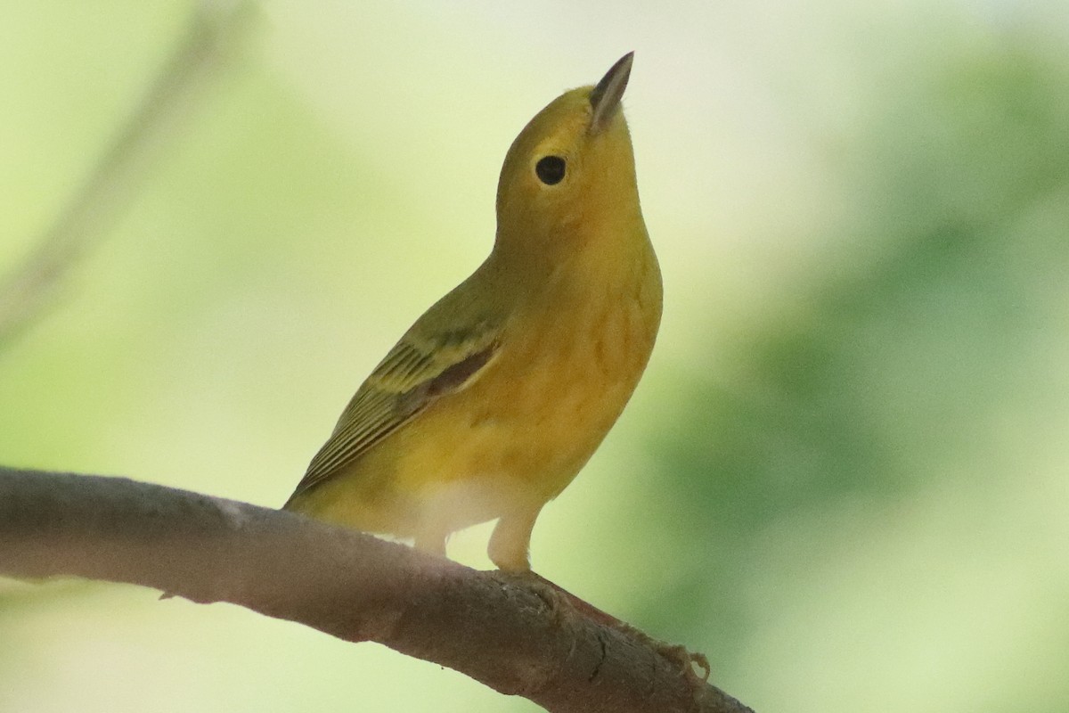 Yellow Warbler (Northern) - ML638287317