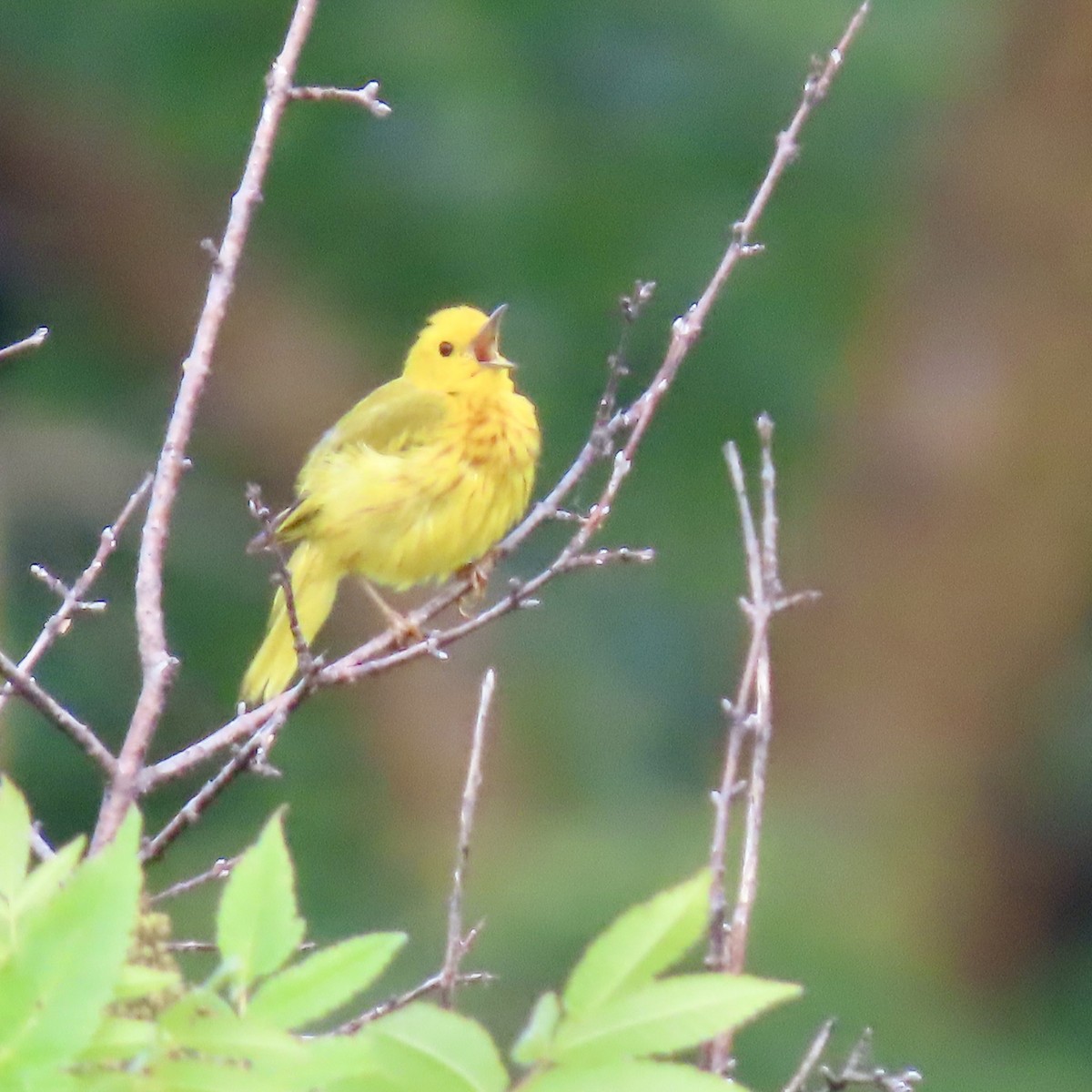 Yellow Warbler - ML638287319