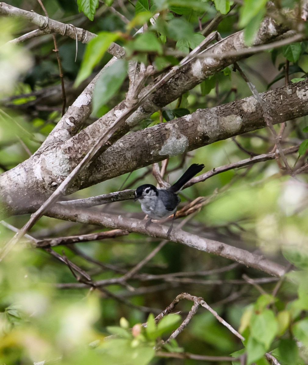 White-browed Gnatcatcher - ML638287320
