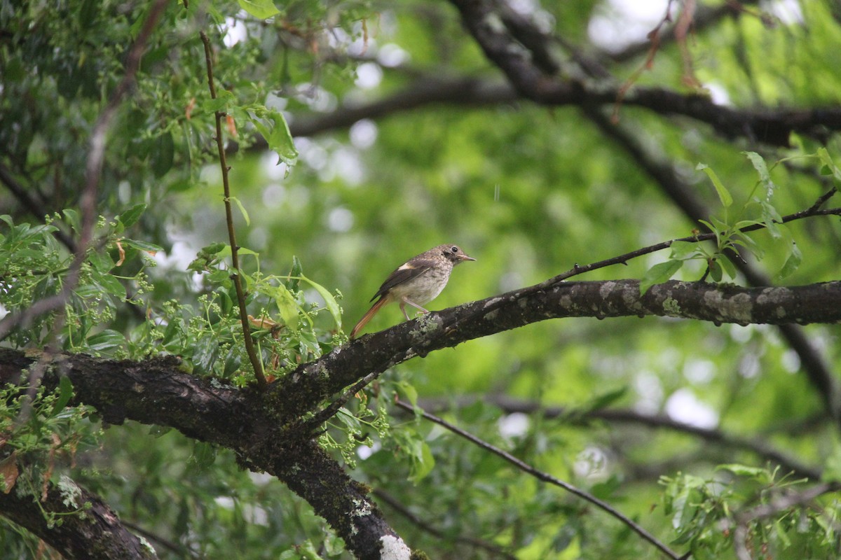 Daurian Redstart - ML638287322