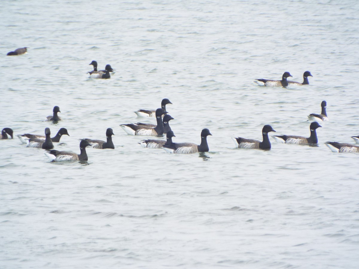 Brant (Atlantic) - ML638287325