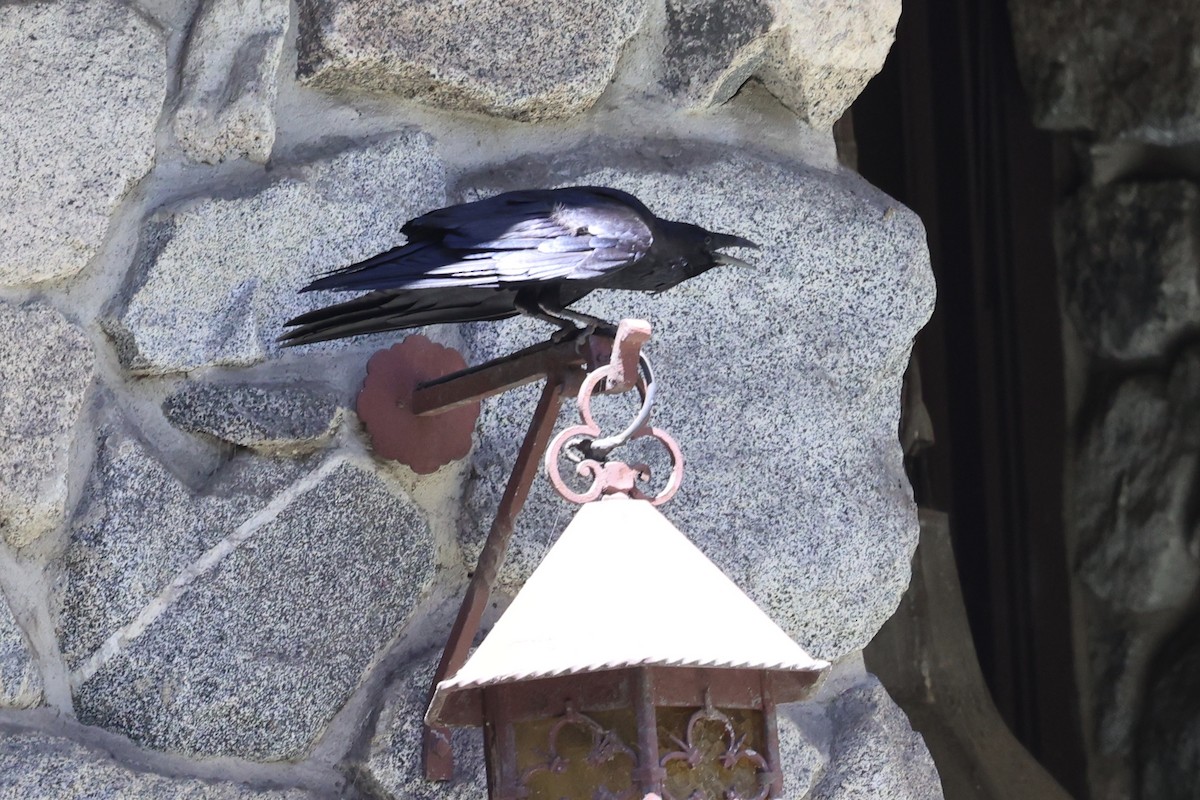 Common Raven - ML638287330