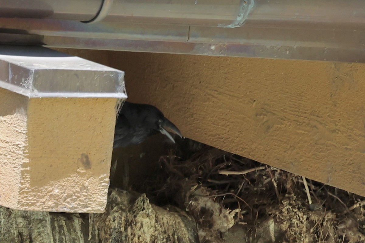 Common Raven - ML638287331