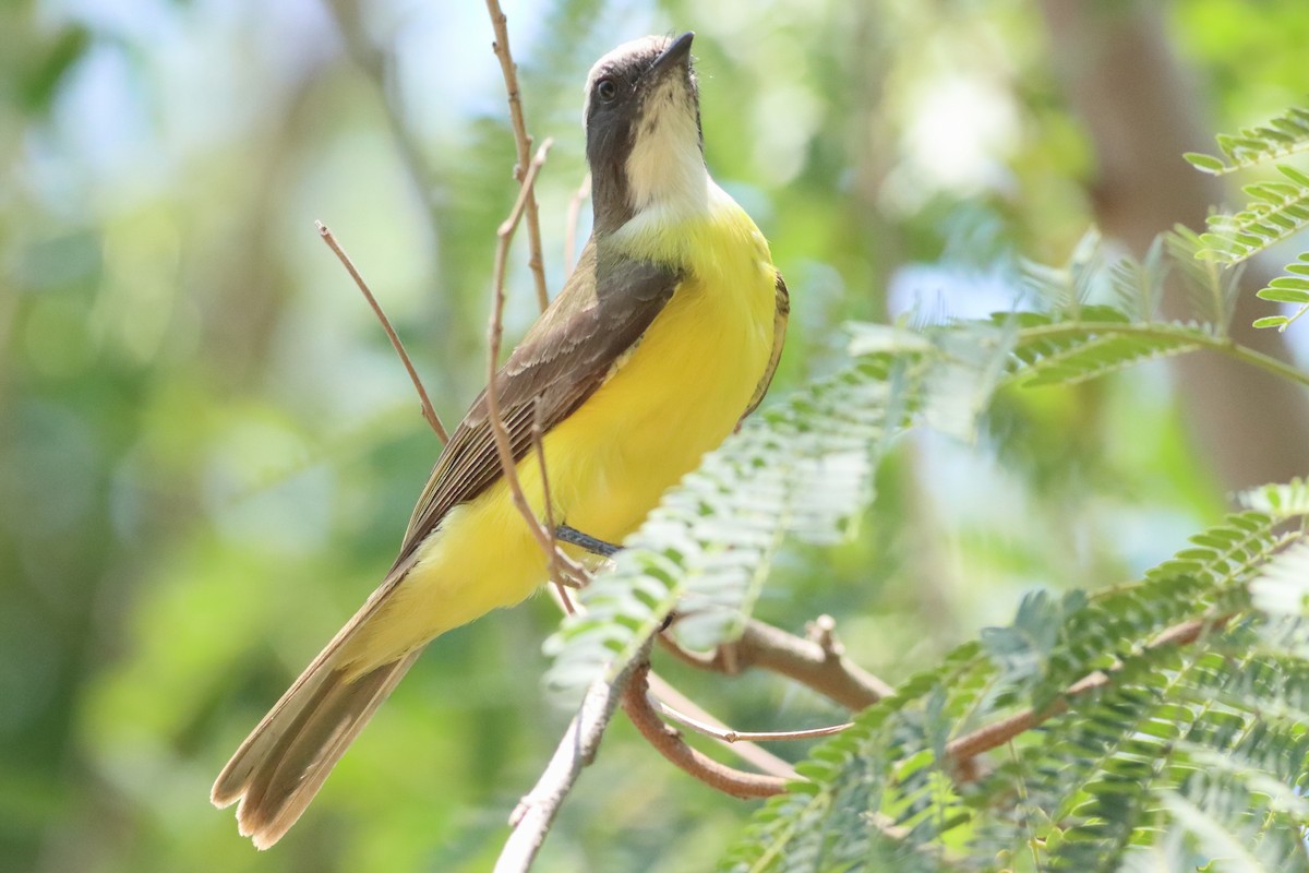 Social Flycatcher (Vermilion-crowned) - ML638287336