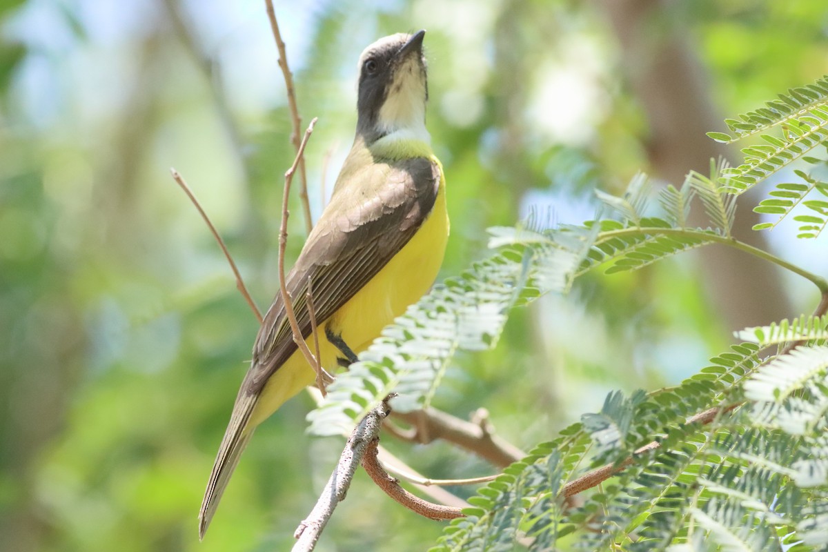 Social Flycatcher (Vermilion-crowned) - ML638287337