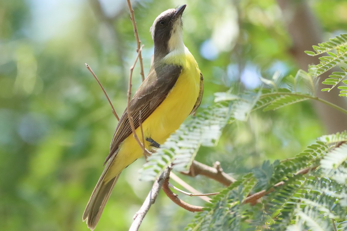 Social Flycatcher (Vermilion-crowned) - ML638287338