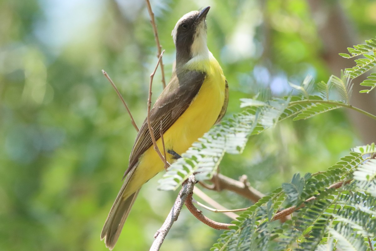 Social Flycatcher (Vermilion-crowned) - ML638287339