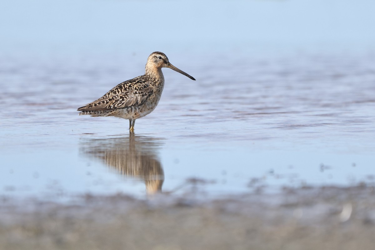 Short-billed Dowitcher - ML638287345
