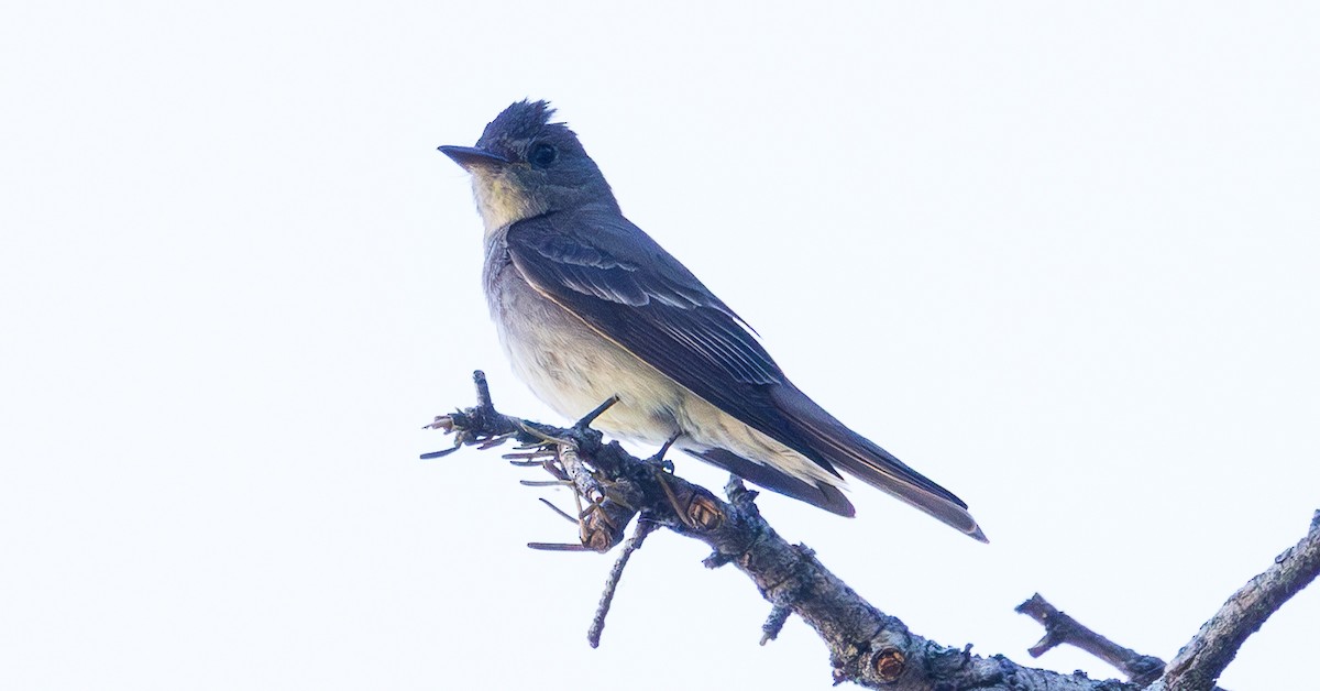 Western Wood-Pewee - ML638287362