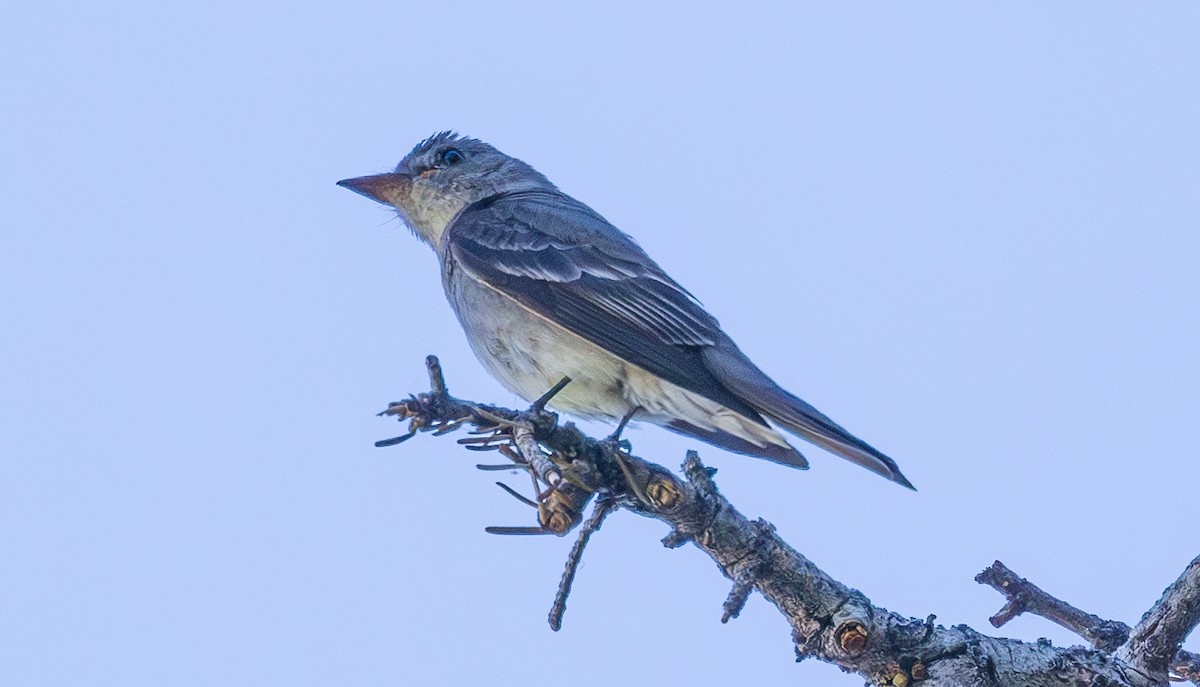 Western Wood-Pewee - ML638287363