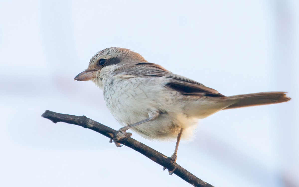 Isabelline Shrike - ML638287366