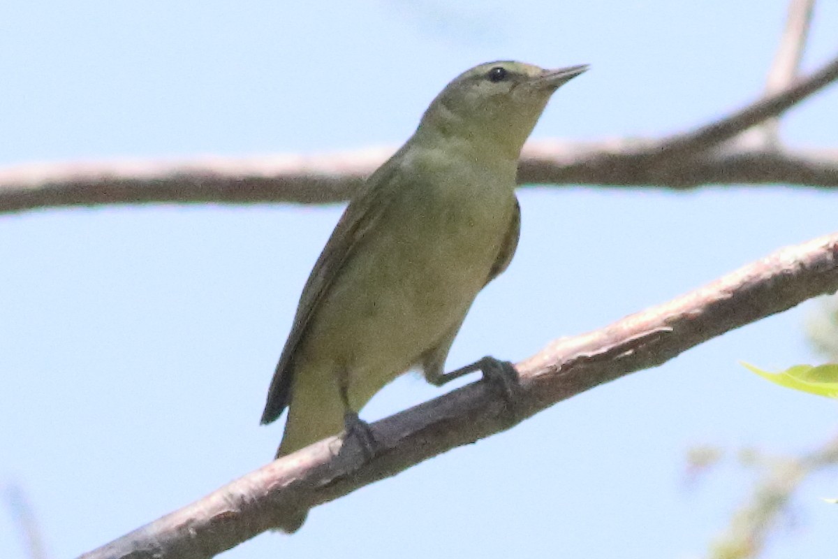 Tennessee Warbler - ML638287373