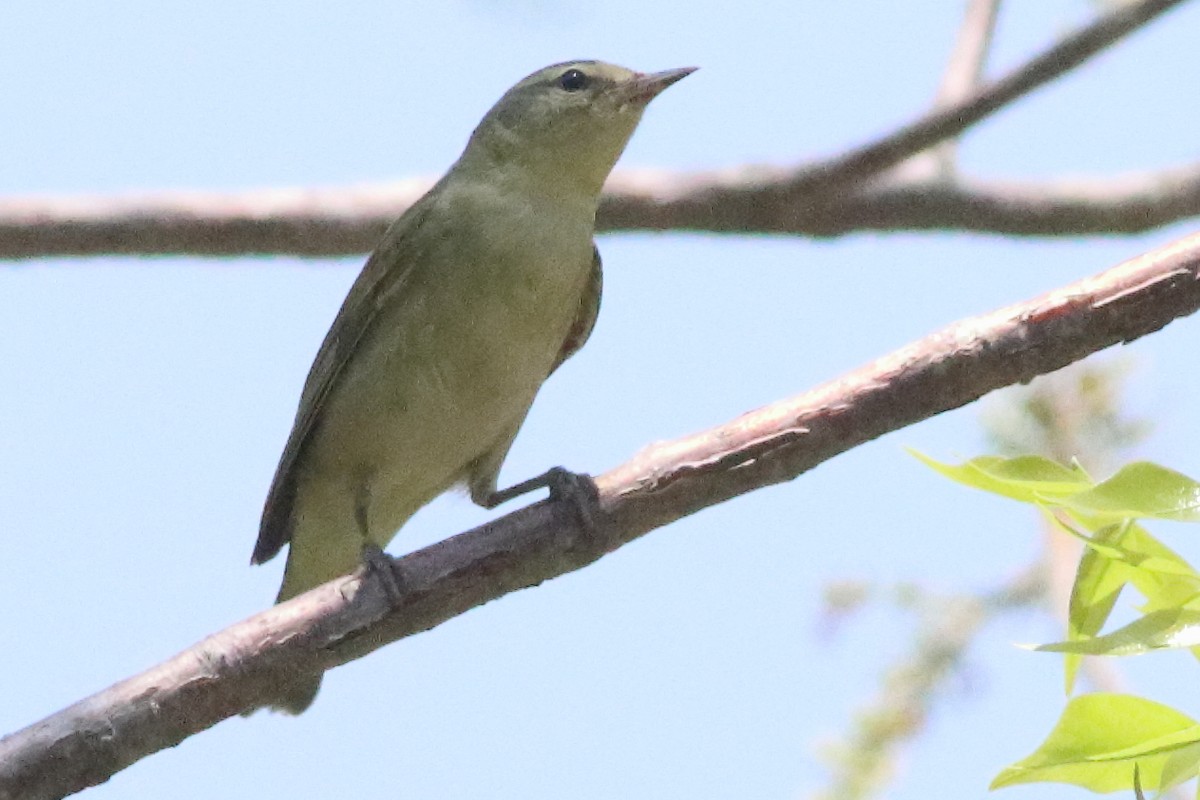 Tennessee Warbler - ML638287375