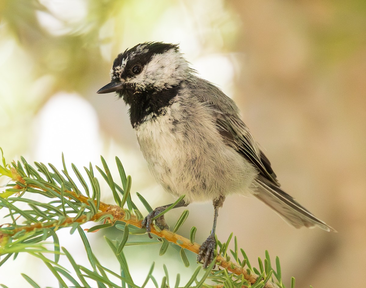 Mountain Chickadee - ML638287387