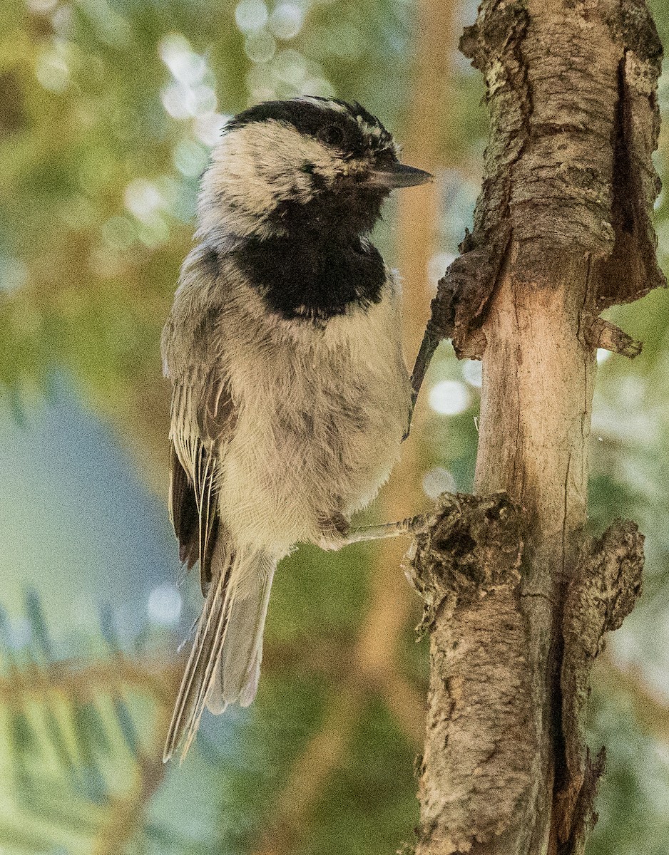 Mountain Chickadee - ML638287388