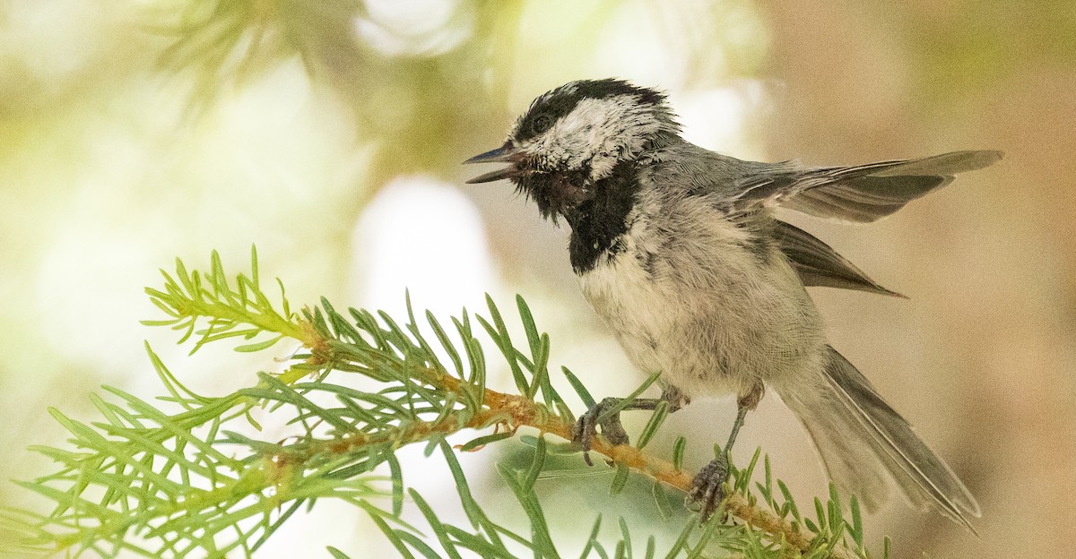 Mountain Chickadee - ML638287389