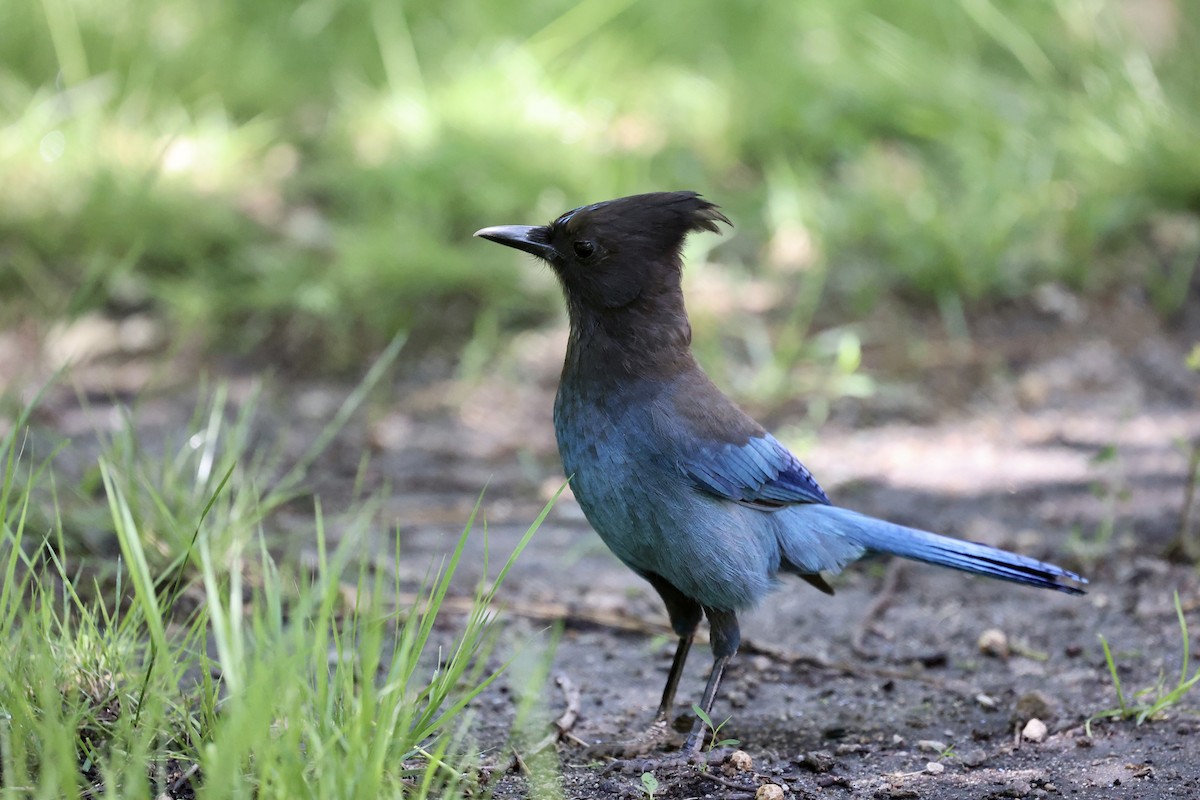 Steller's Jay - ML638287391