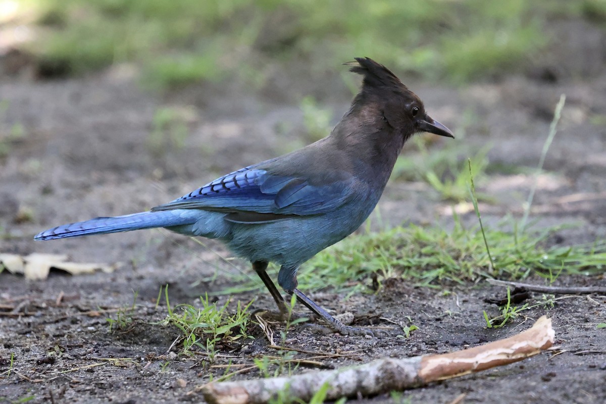 Steller's Jay - ML638287392