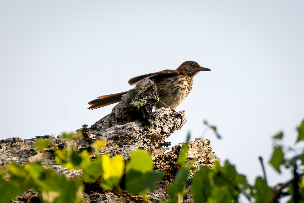 Brown Thrasher - ML638287395