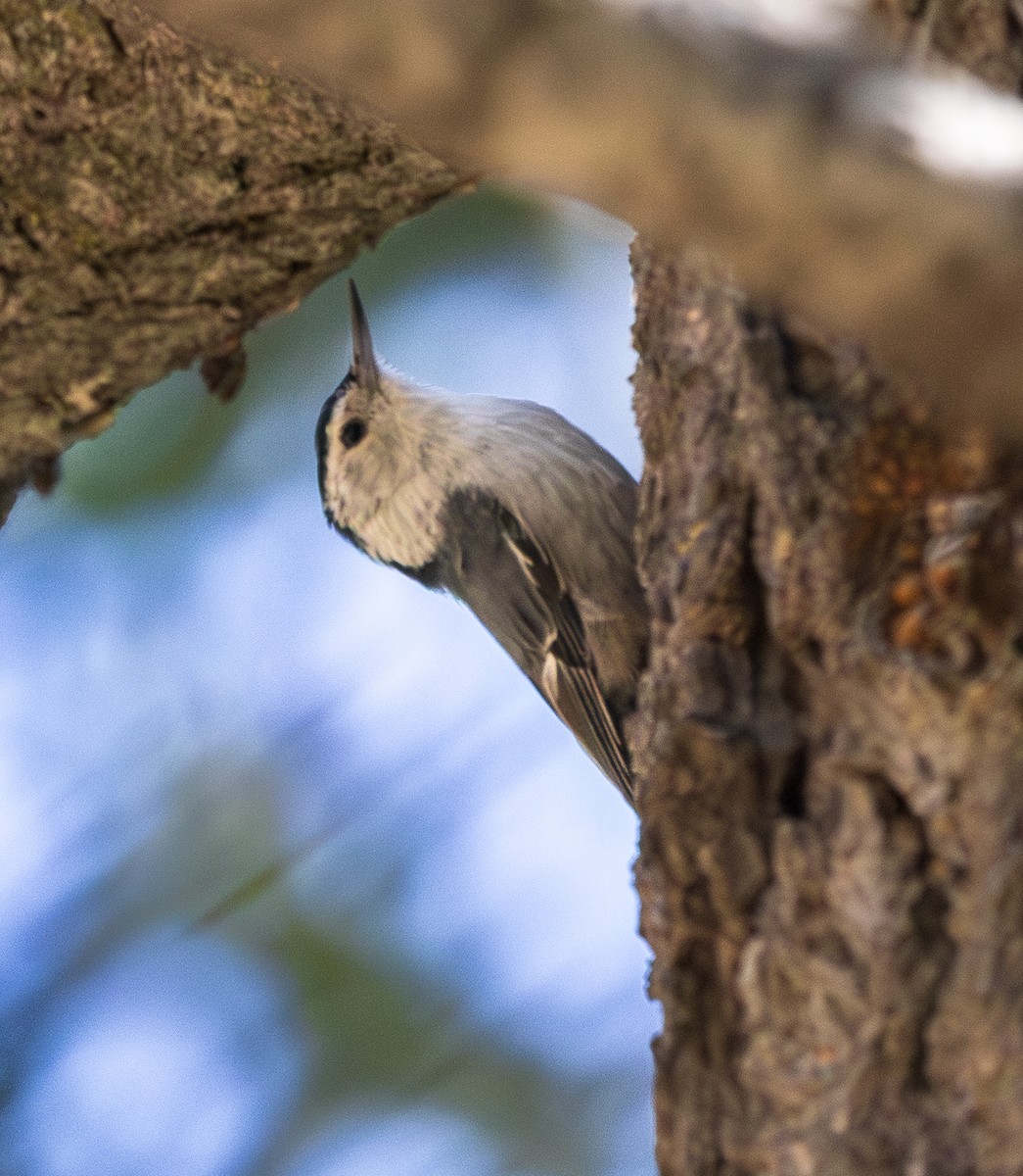 White-breasted Nuthatch - ML638287399