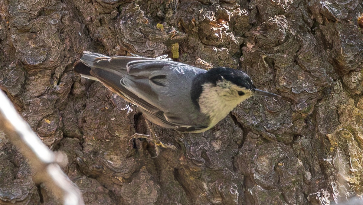 White-breasted Nuthatch - ML638287400