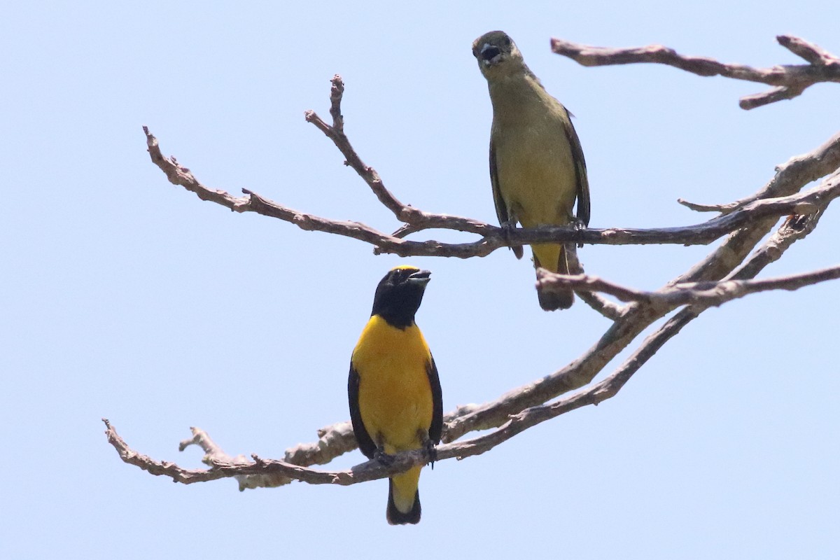 Scrub Euphonia - ML638287402