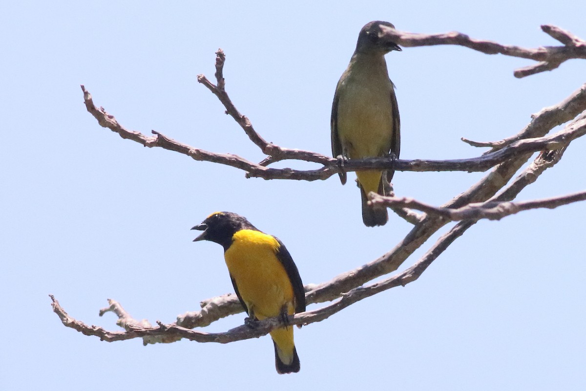 Scrub Euphonia - ML638287403