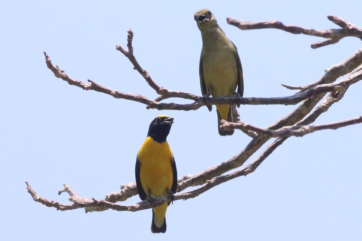 Scrub Euphonia - ML638287404