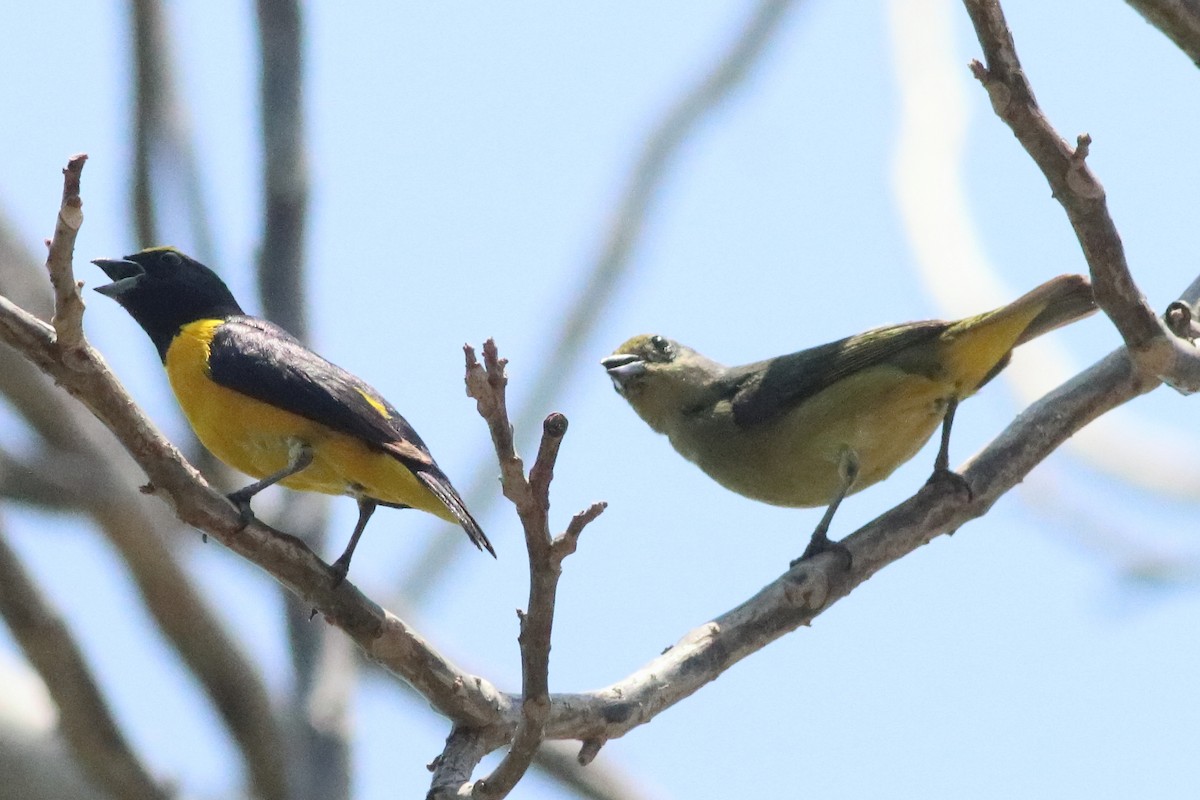 Scrub Euphonia - ML638287406
