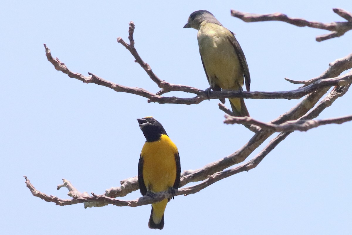 Scrub Euphonia - ML638287407