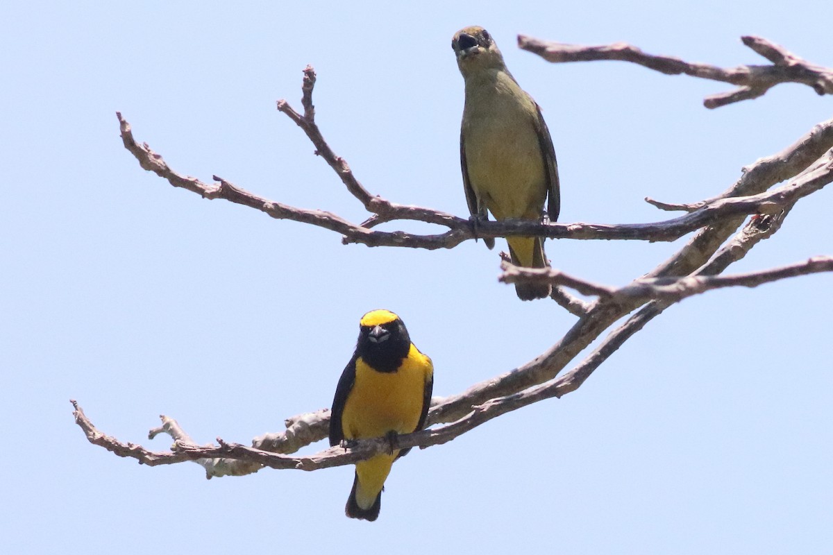 Scrub Euphonia - ML638287408