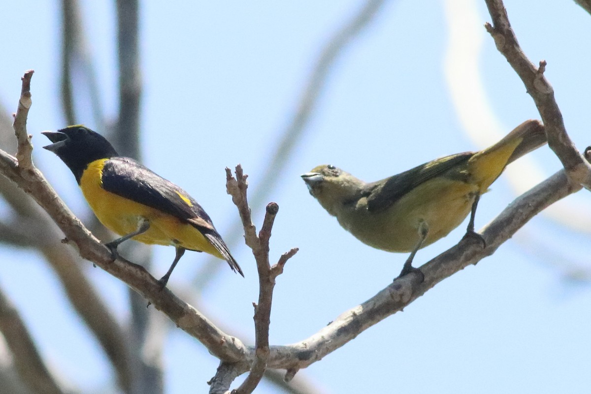 Scrub Euphonia - ML638287409