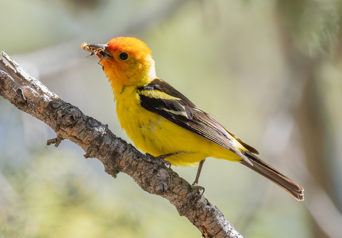 Western Tanager - ML638287412