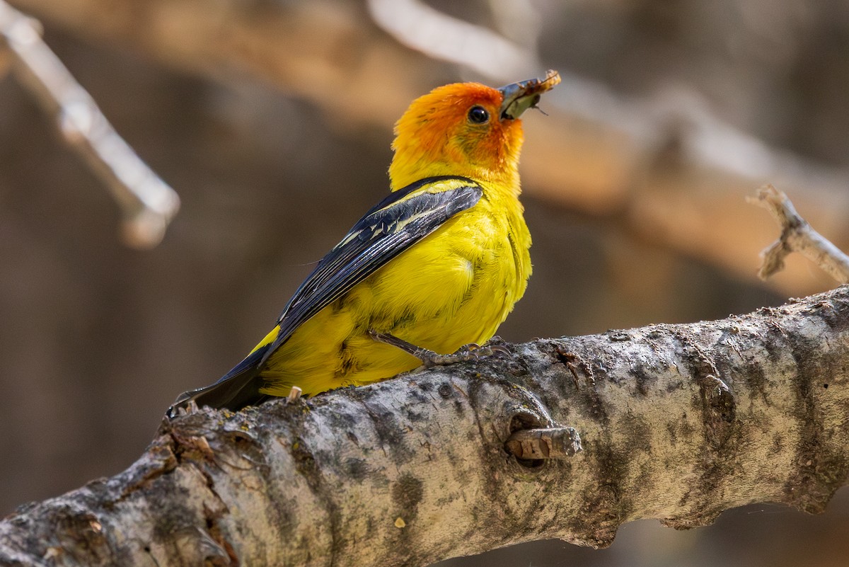Western Tanager - ML638287413