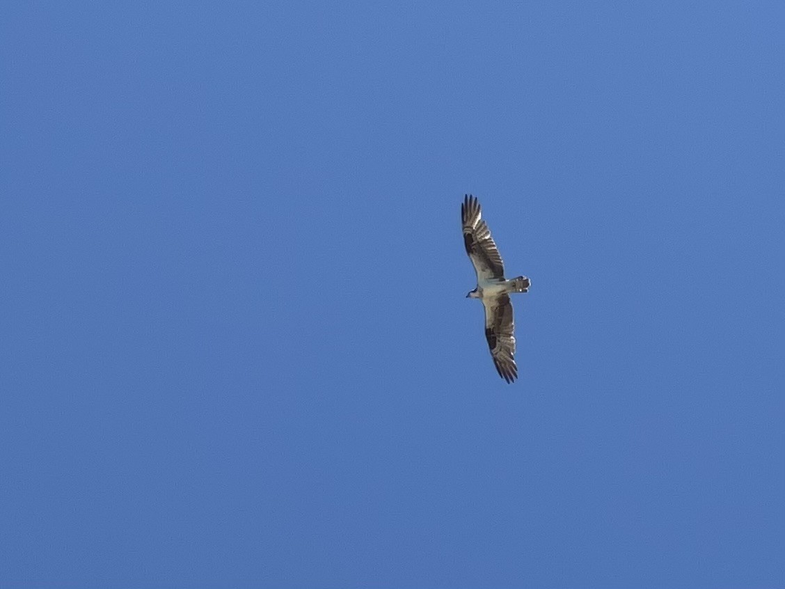 Águila Pescadora - ML638287414