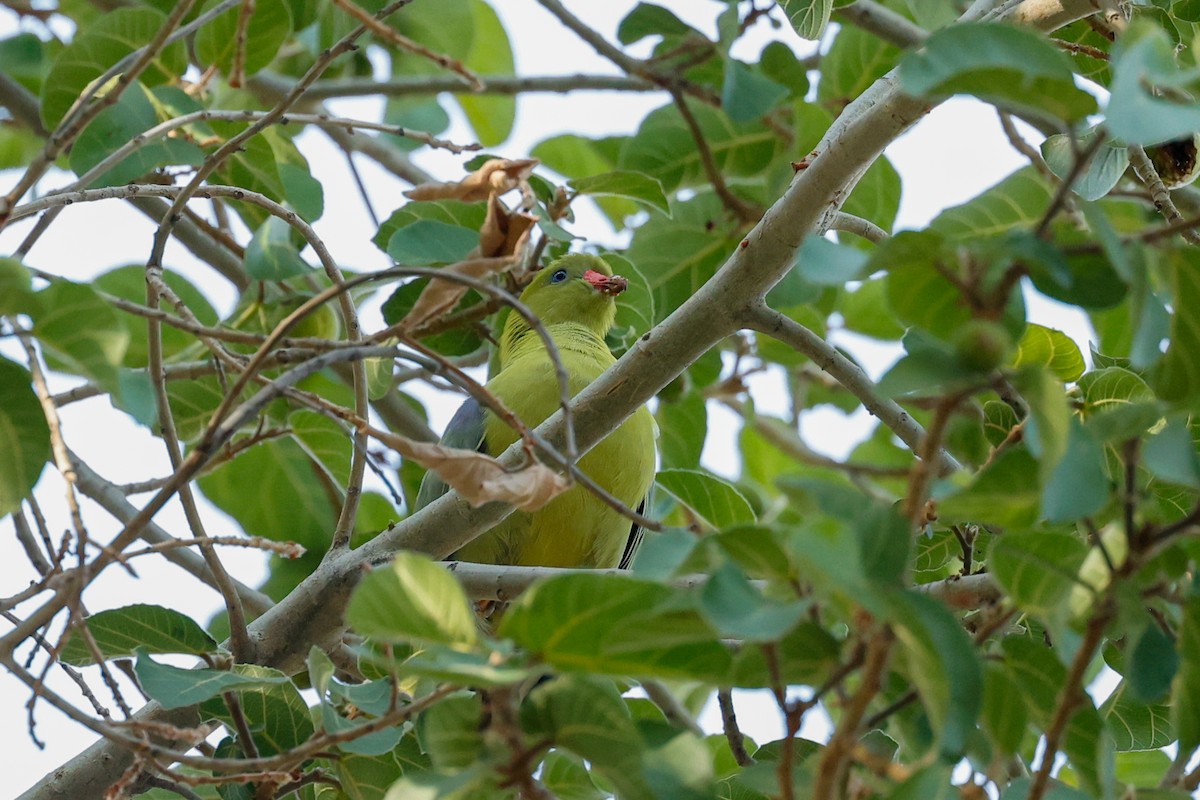 African Green-Pigeon - ML638287415