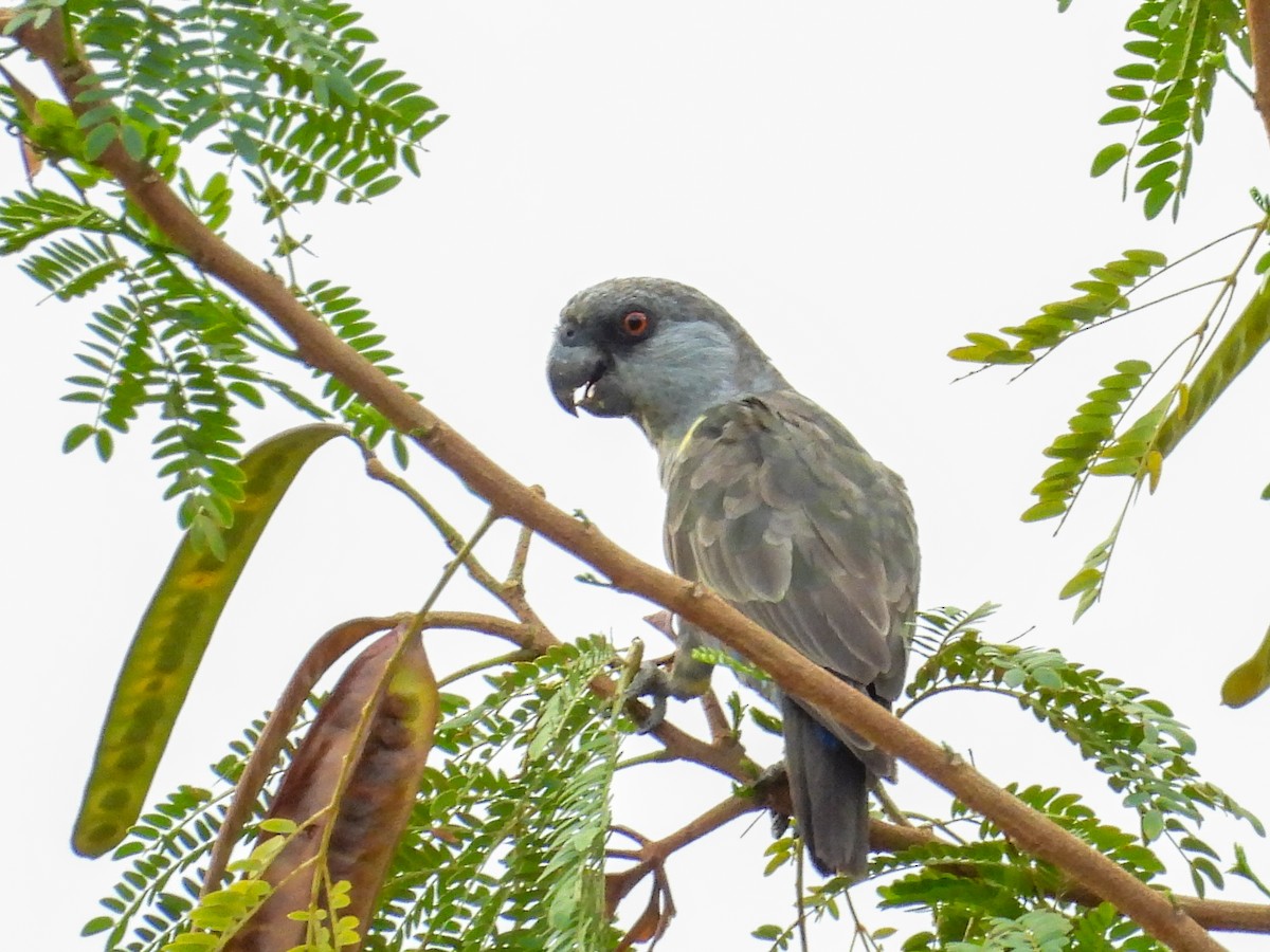 Rüppell's Parrot - ML638287421