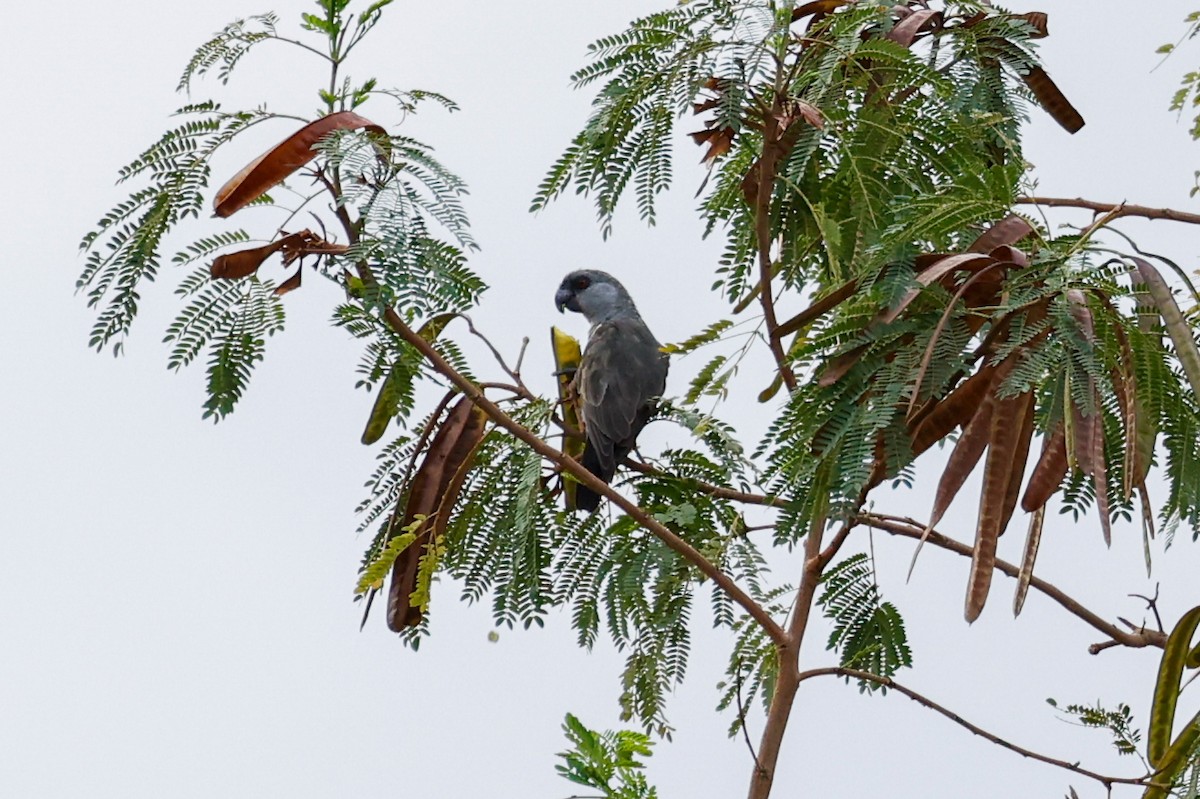 Rüppell's Parrot - ML638287426