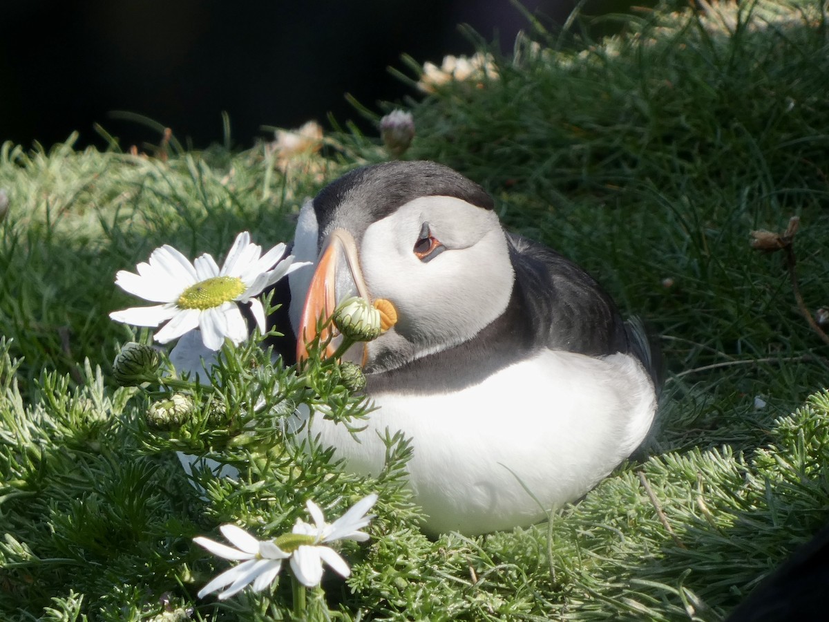 Atlantic Puffin - ML638287440