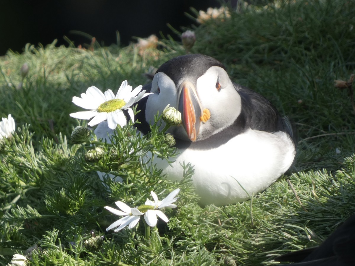 Atlantic Puffin - ML638287441