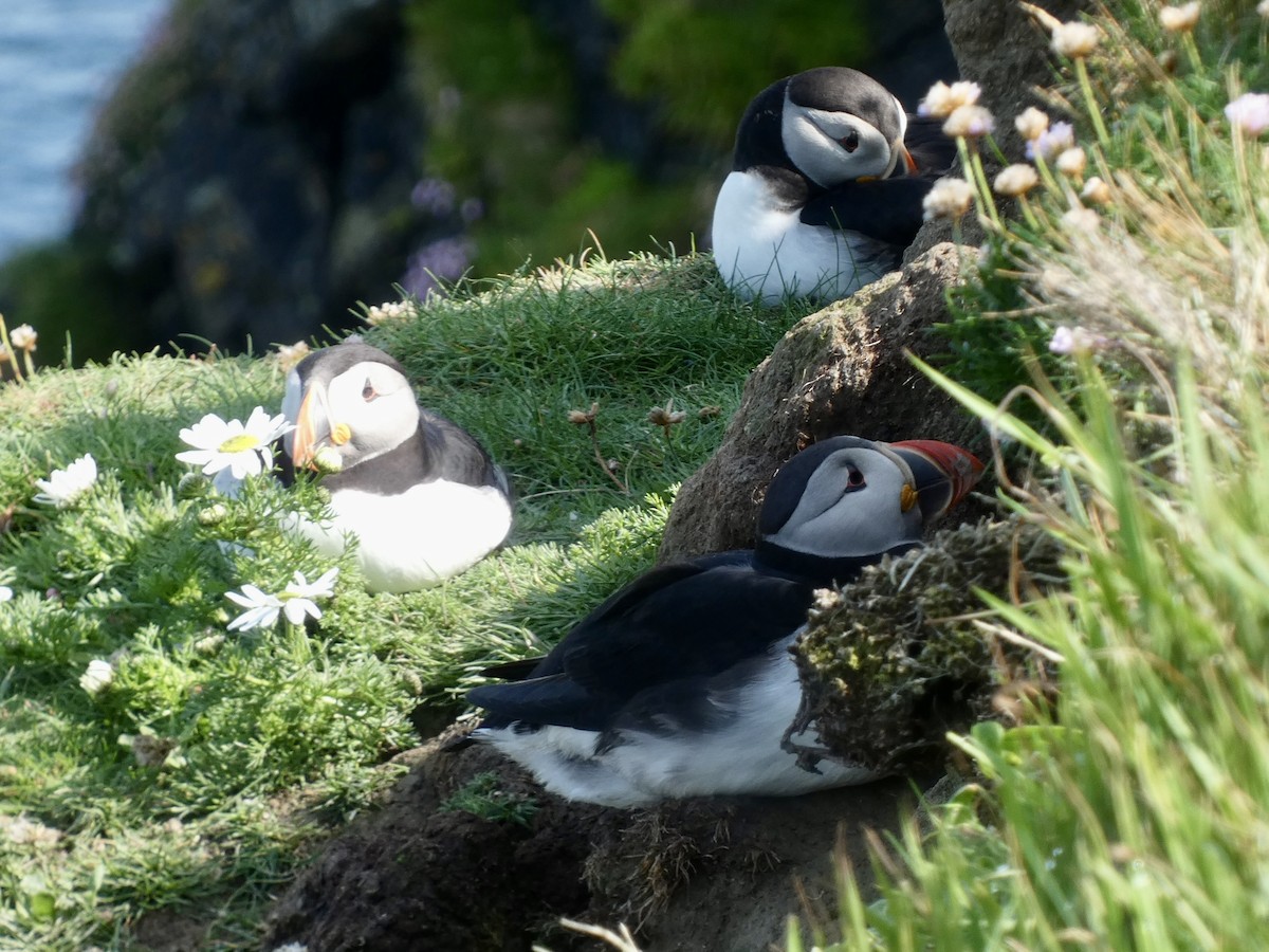 Atlantic Puffin - ML638287442