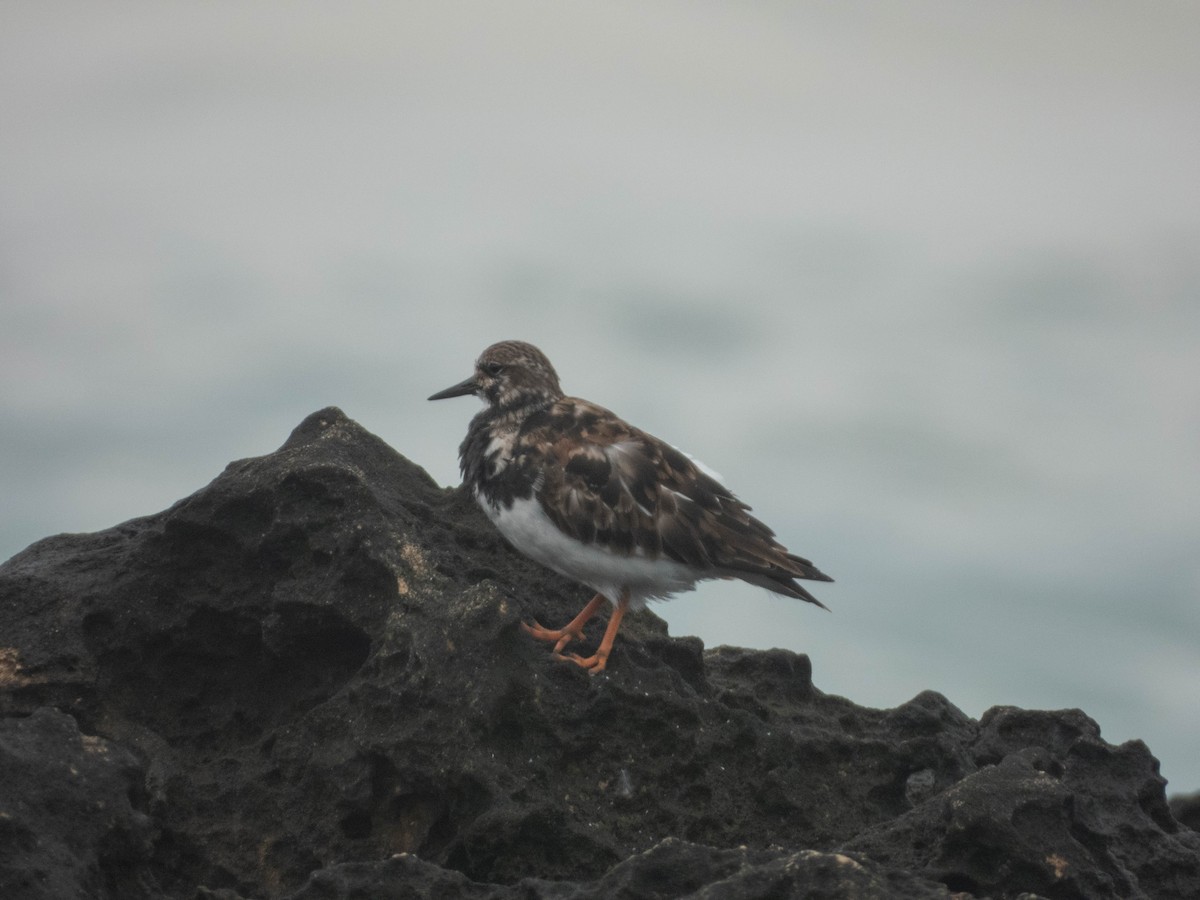 Ruddy Turnstone - ML638287448