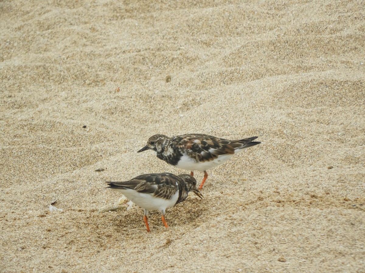 Ruddy Turnstone - ML638287449
