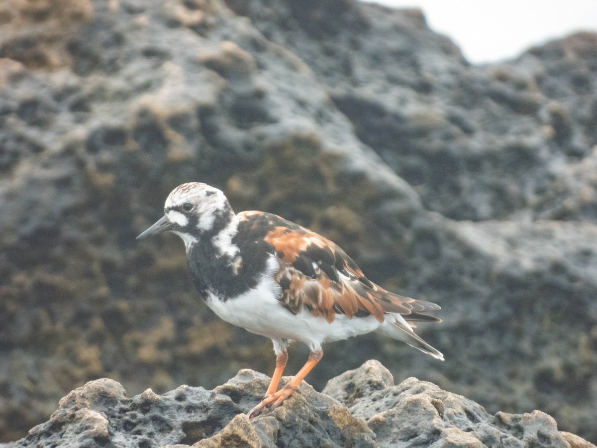 Ruddy Turnstone - ML638287450