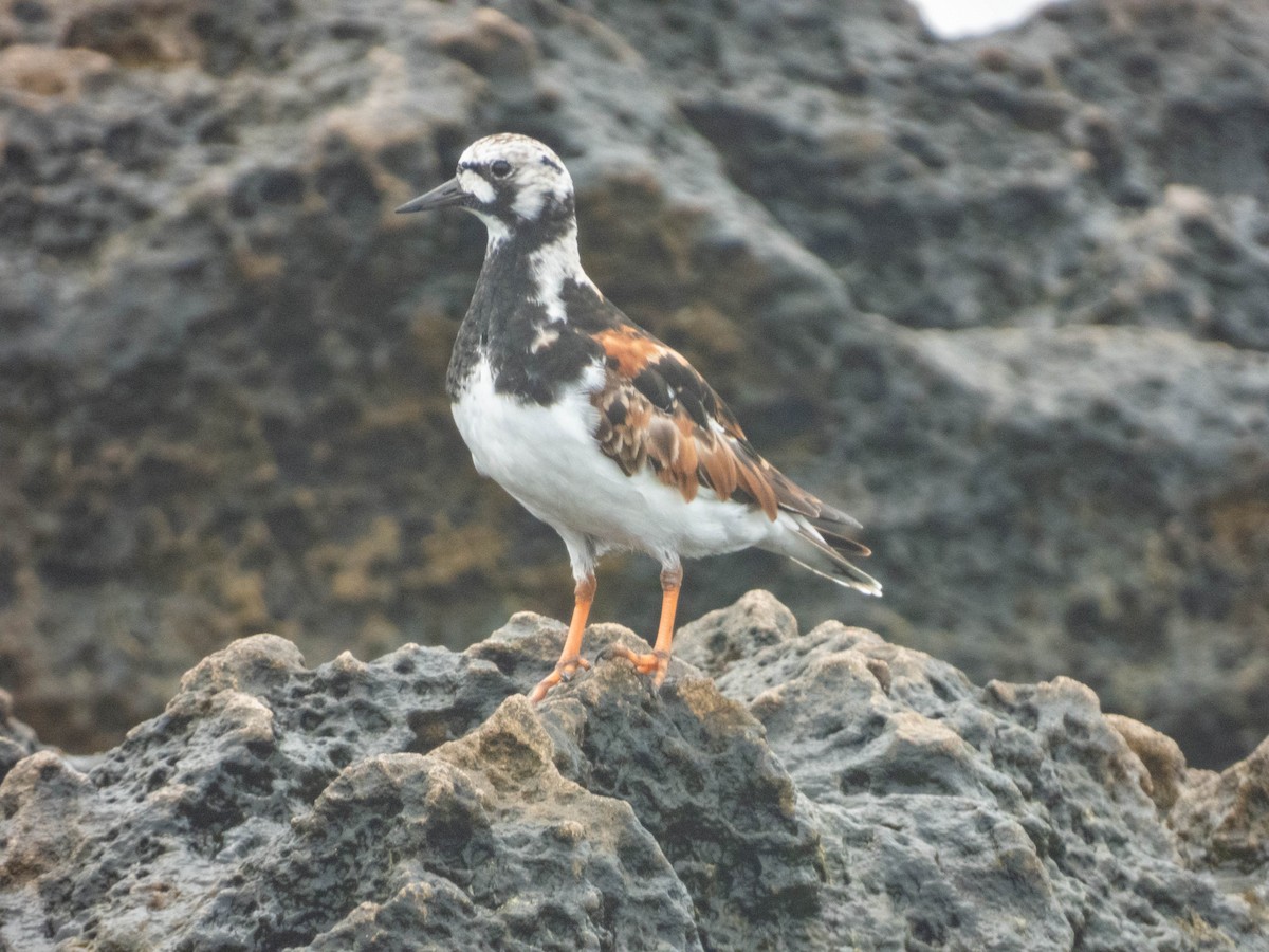 Ruddy Turnstone - ML638287451